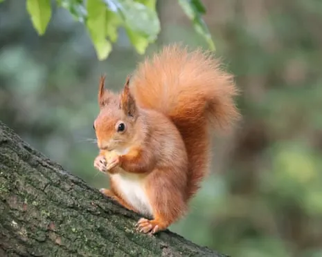 Red Squirrels Flourishing on Isle of Wight with Potential to Grow Significantly, Study Reveals